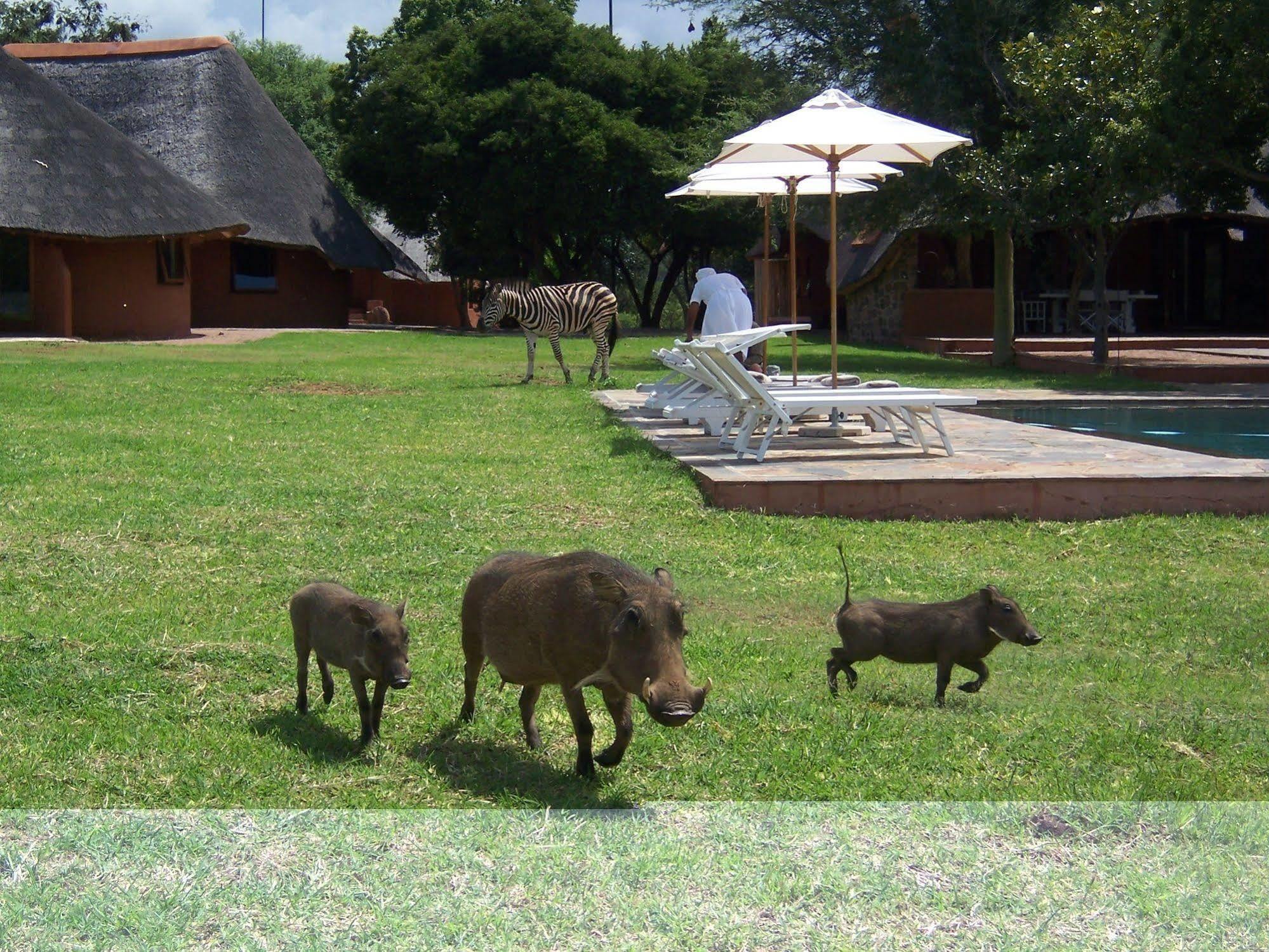 Zebras Crossing Private Game Lodge Modimolle Buitenkant foto